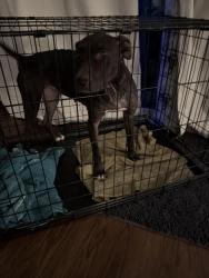 Found/Stray Female Dog last seen Hazelwood, Columbia, SC 29209