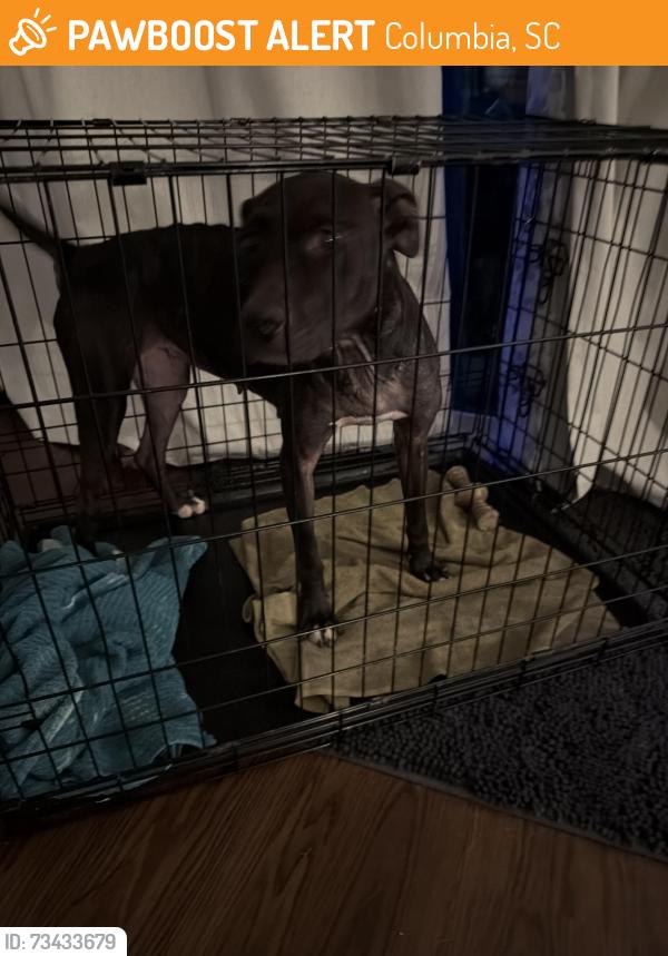 Found/Stray Female Dog last seen Hazelwood, Columbia, SC 29209