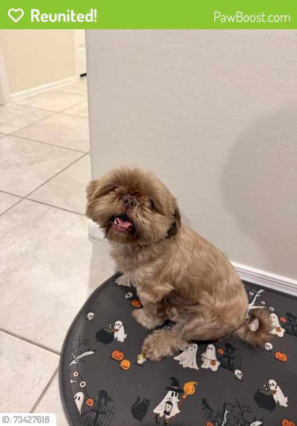 Reunited Female Dog last seen Near Jasinski elementary, Buckeye, AZ 85326
