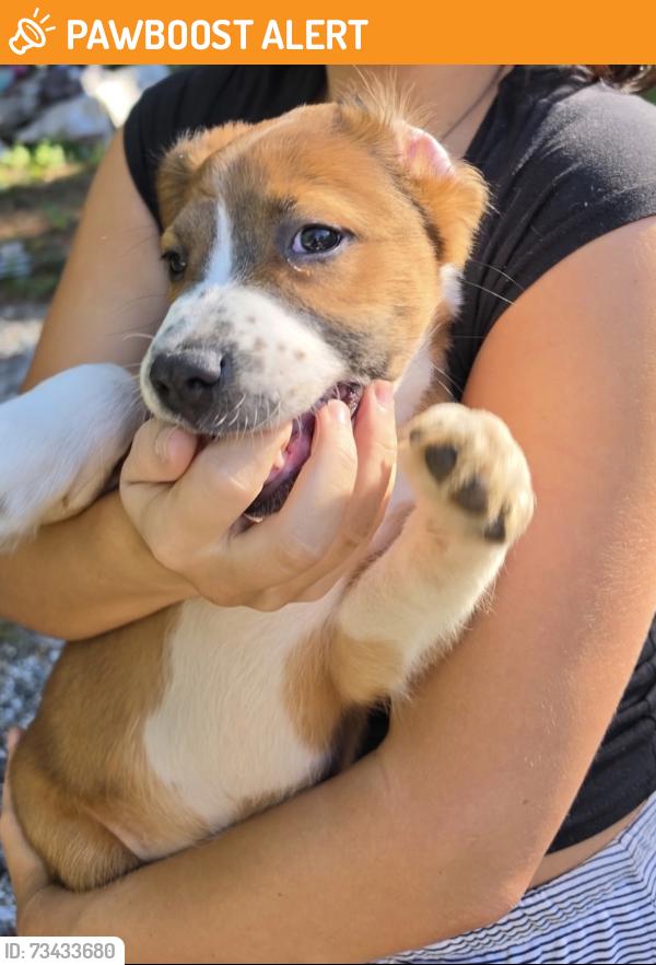 Found/Stray Unknown Dog last seen Goldmine road, Spartanburg County, SC 29307