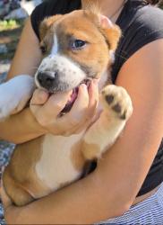 Found/Stray Unknown Dog last seen Goldmine road, Spartanburg County, SC 29307