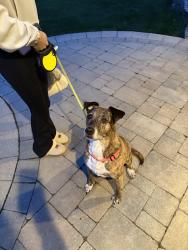 Found/Stray Male Dog last seen Rochester and south blvd, Troy, MI 48085