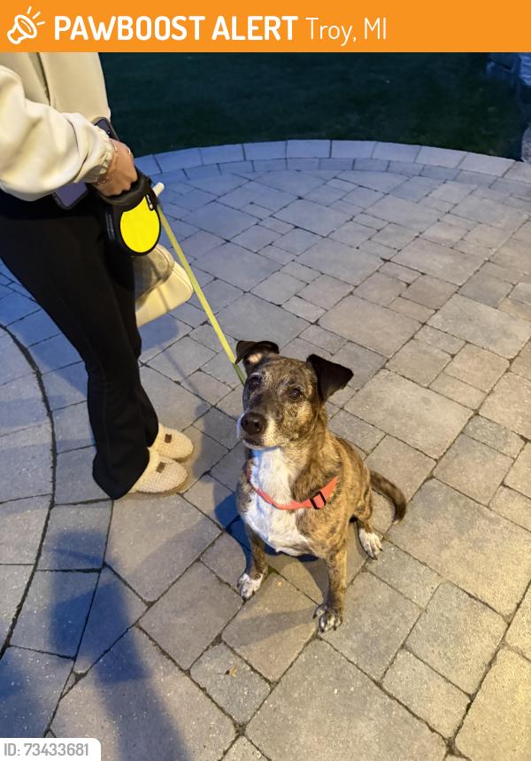 Found/Stray Male Dog last seen Rochester and south blvd, Troy, MI 48085