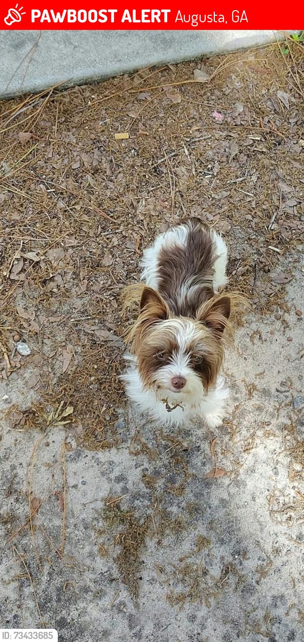 Lost Male Dog last seen Windsor spring rd, Augusta, GA 30812