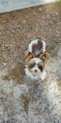 Lost Male Dog last seen Windsor spring rd, Augusta, GA 30812