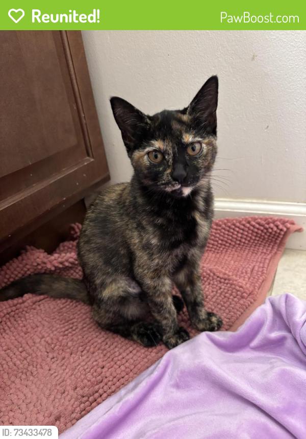 Reunited Female Cat last seen Carlton Place, Santee, CA 92071
