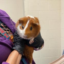Shelter Stray Male Other last seen , 2350 Appling City Cove, Memphis, TN 38133, USA