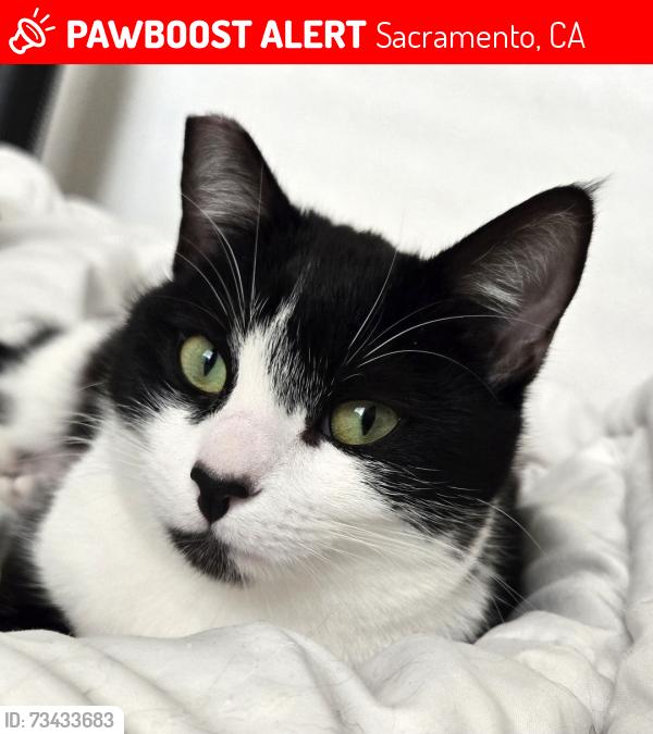 Lost Female Cat last seen 24th and T street, near round corner, Sacramento, CA 95818