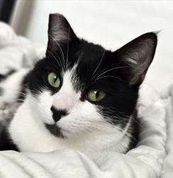 Lost Female Cat last seen 24th and T street, near round corner, Sacramento, CA 95818