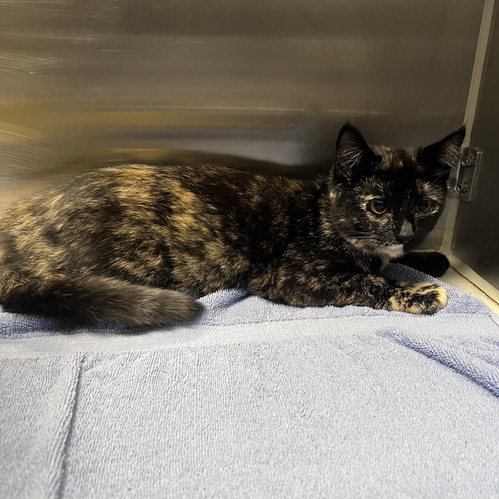 Shelter Stray Female Cat last seen , 12910 Yukon Ave, Hawthorne, CA 90250, USA