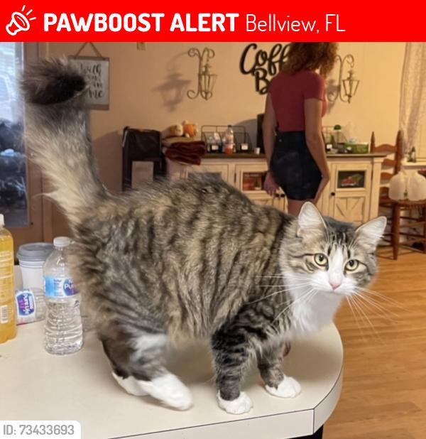 Lost Female Cat last seen Hillcrest, Bellview, FL 32526