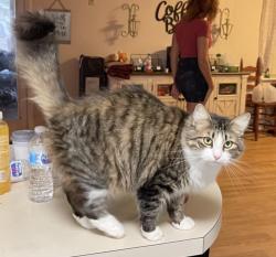 Lost Female Cat last seen Hillcrest, Bellview, FL 32526