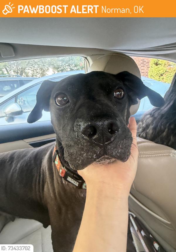 Found/Stray Female Dog last seen Lindsay & Berry, Norman, OK 73069