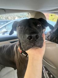 Found/Stray Female Dog last seen Lindsay & Berry, Norman, OK 73069