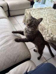 Found/Stray Male Cat last seen Holly, Oakland, CA 94621