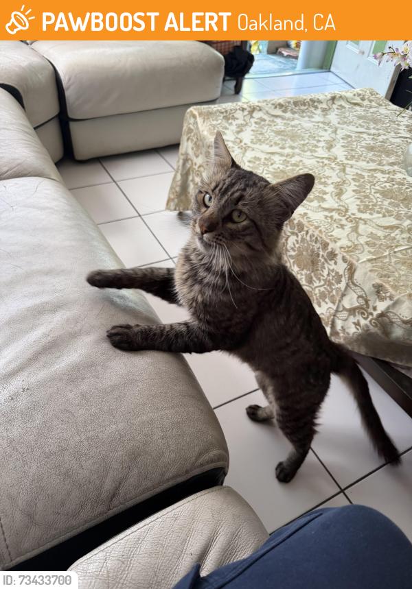 Found/Stray Male Cat last seen Holly, Oakland, CA 94621