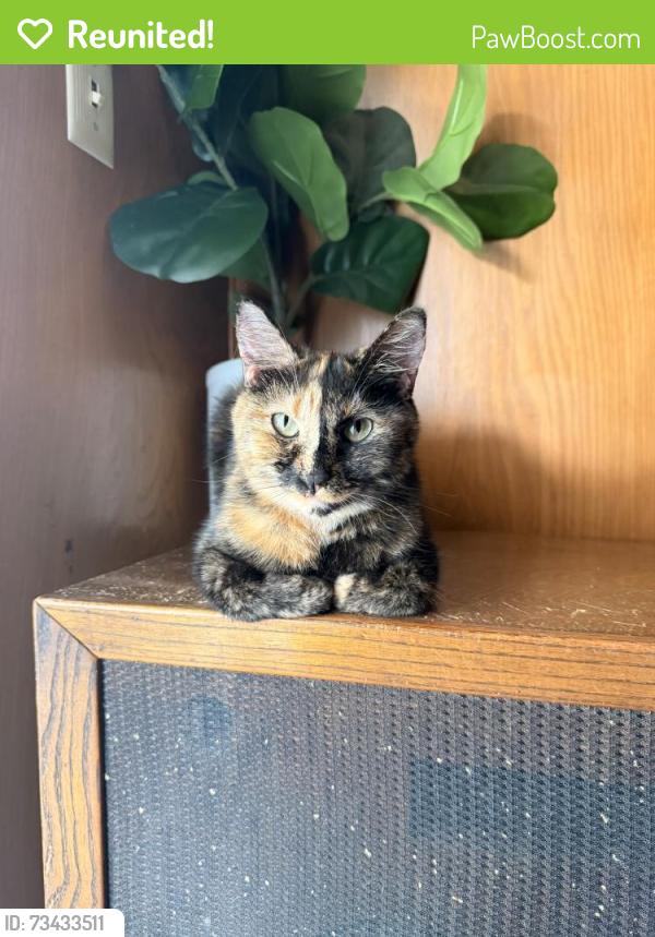 Reunited Female Cat last seen 63rd Ave and Cromwell, Sacramento, CA 95822