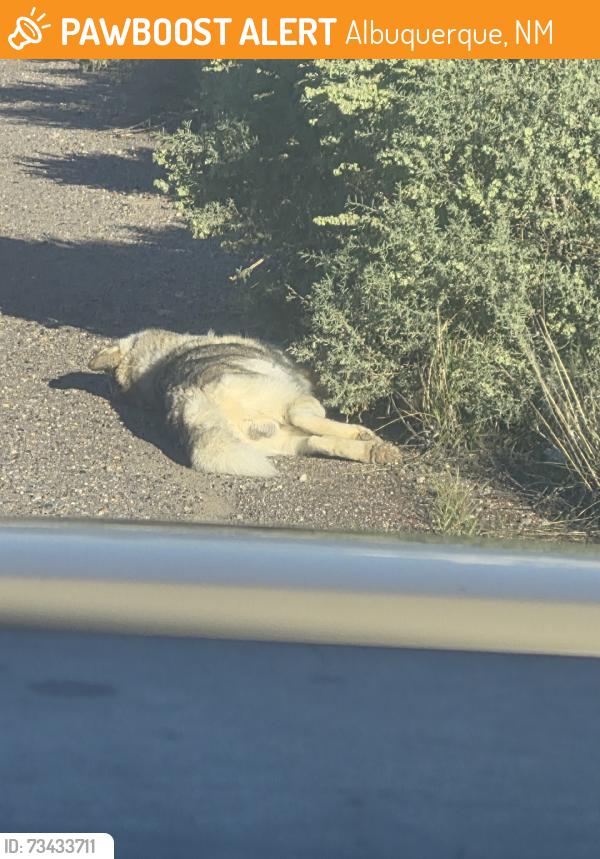 Found/Stray Male Dog last seen Paseo west of Ventana Ranch, Albuquerque, NM 87114