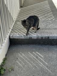 Reunited Unknown Cat last seen Within University Glen apmt complex, University Place, WA 98466