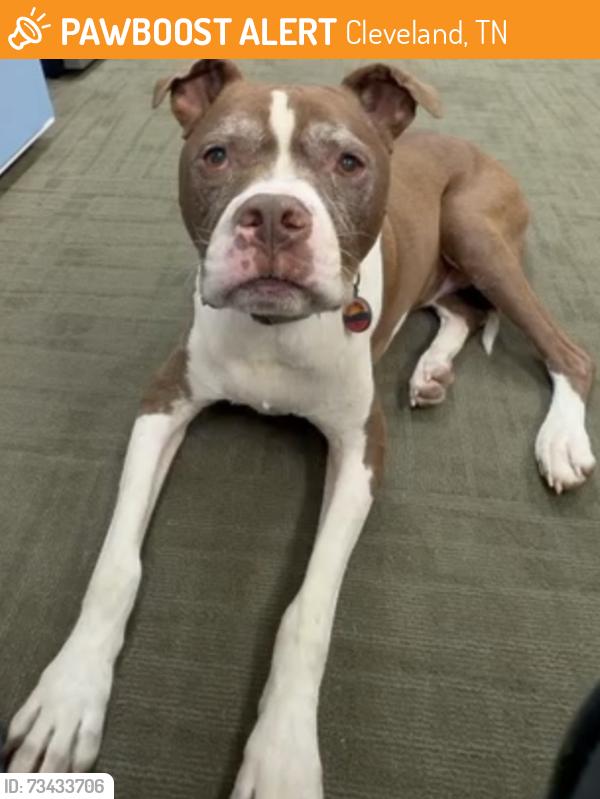 Found/Stray Male Dog last seen Near the Cleveland Rifle Range, Cleveland, TN 37311