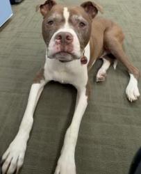 Found/Stray Male Dog last seen Near the Cleveland Rifle Range, Cleveland, TN 37311