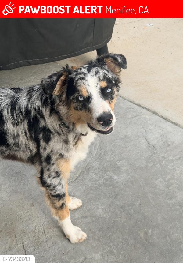Lost Male Dog last seen Holland & Hanover, Menifee, CA 92584