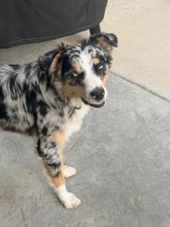 Lost Male Dog last seen Holland & Hanover, Menifee, CA 92584