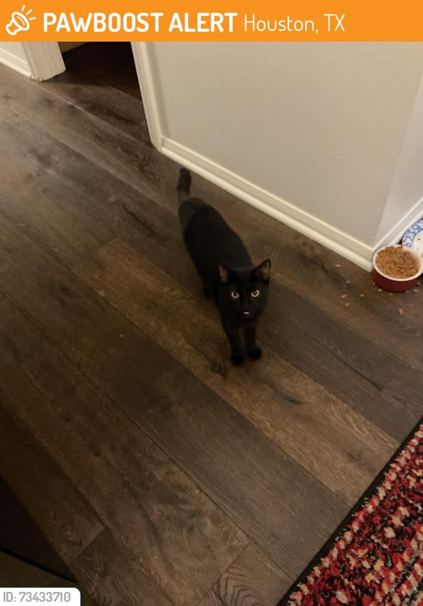 Found/Stray Female Cat last seen Huffmeister and Longwood, Houston, TX 77429