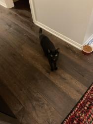 Found/Stray Female Cat last seen Huffmeister and Longwood, Houston, TX 77429