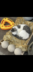Lost Unknown Cat last seen By the waterhole bar, Euless, TX 76040