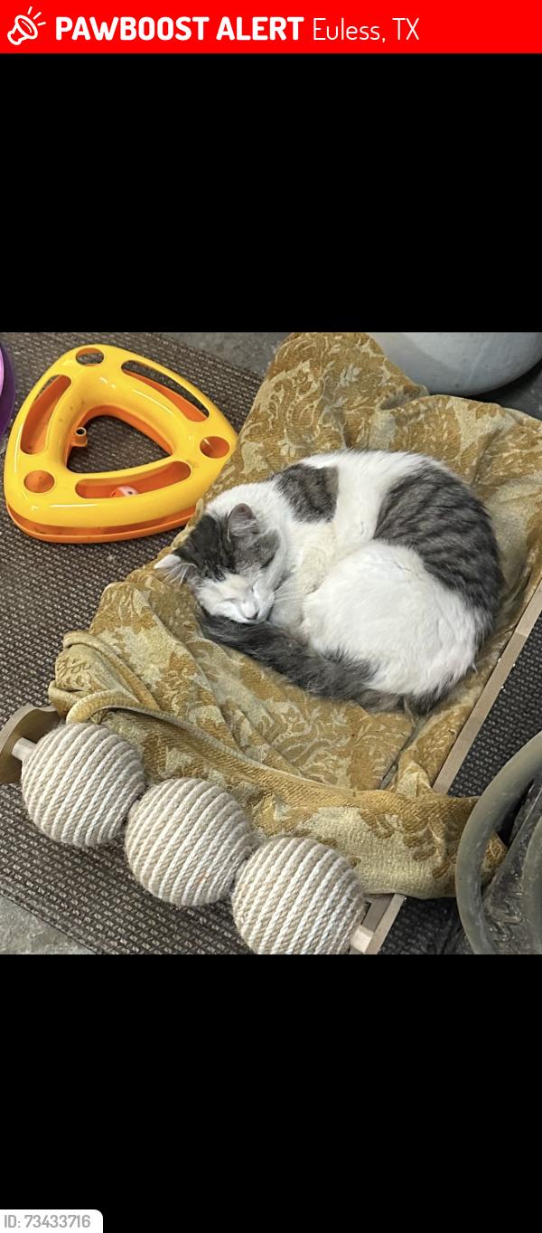 Lost Unknown Cat last seen By the waterhole bar, Euless, TX 76040