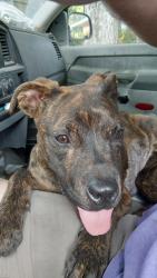Found/Stray Female Dog last seen Government Street and South Carrolton Ave., Baton Rouge, LA 70806