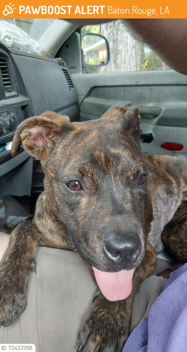 Found/Stray Female Dog last seen Government Street and South Carrolton Ave., Baton Rouge, LA 70806