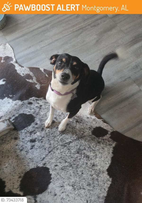 Found/Stray Male Dog last seen Fairview Ave near the park, Montgomery, AL 36104