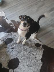 Found/Stray Male Dog last seen Fairview Ave near the park, Montgomery, AL 36104
