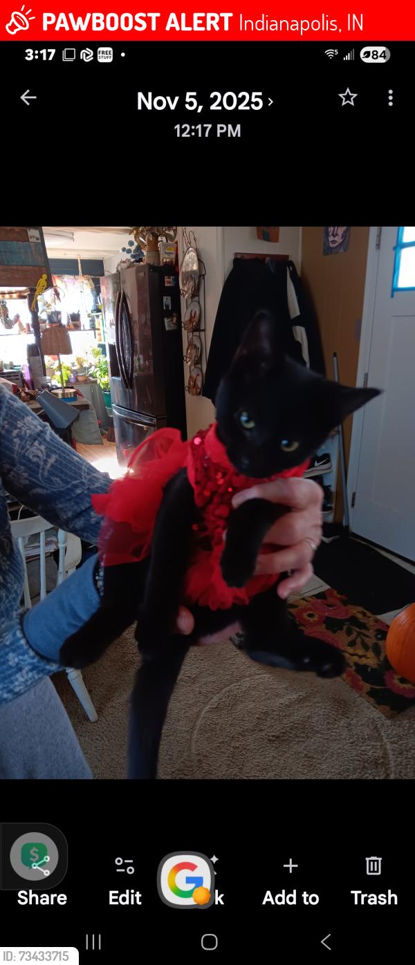 Lost Male Cat last seen Pendleton pike, Indianapolis, IN 46236