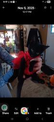 Lost Male Cat last seen Pendleton pike, Indianapolis, IN 46236