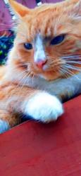 Lost Male Cat last seen Fermanagh, Lisnaskea, Northern Ireland 