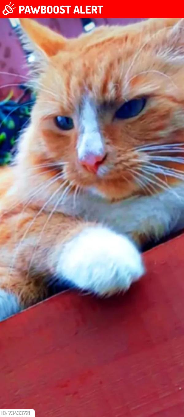 Lost Male Cat last seen Fermanagh, Lisnaskea, Northern Ireland 