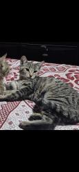 Lost Female Cat last seen Louise st attleboro ma 02703, Attleboro, MA 02703
