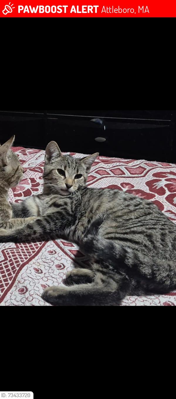 Lost Female Cat last seen Louise st attleboro ma 02703, Attleboro, MA 02703