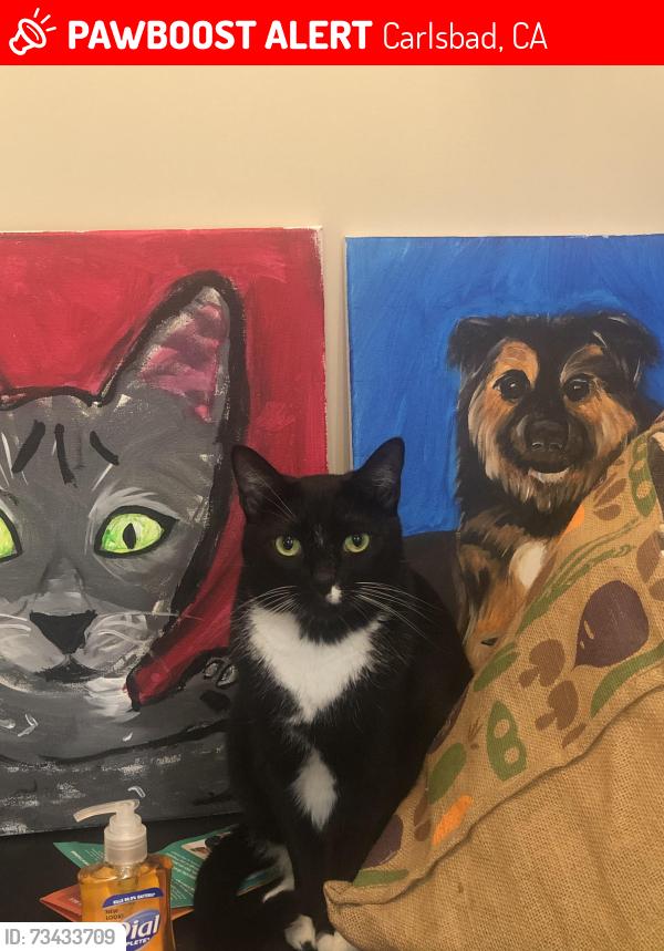 Lost Male Cat last seen Pio Pico, Knowles ave, beuna vista elementary, Carlsbad village, Carlsbad, CA 92008