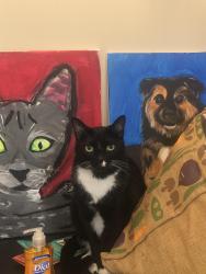 Lost Male Cat last seen Pio Pico, Knowles ave, beuna vista elementary, Carlsbad village, Carlsbad, CA 92008