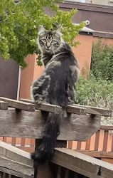 Reunited Male Cat last seen telegraph & 45th, Oakland, CA 94609
