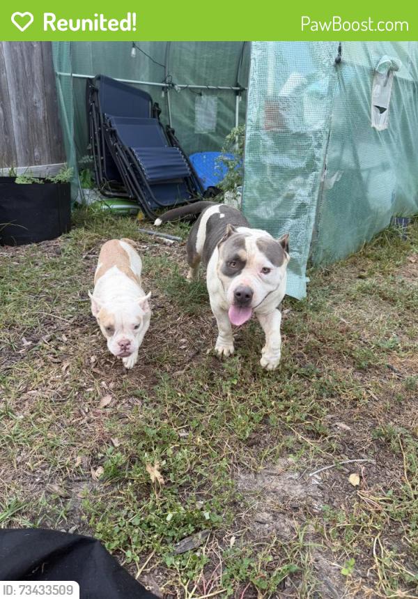 Reunited Male Dog last seen North Meadows subdivision, Willis, TX 77378