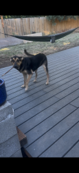 Lost Male Dog last seen Chemawa rd, Keizer, OR 97303