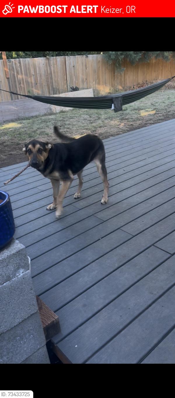 Lost Male Dog last seen Chemawa rd, Keizer, OR 97303