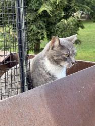 Found/Stray Female Cat last seen Mary Bartleme Park, Chicago, IL 60607