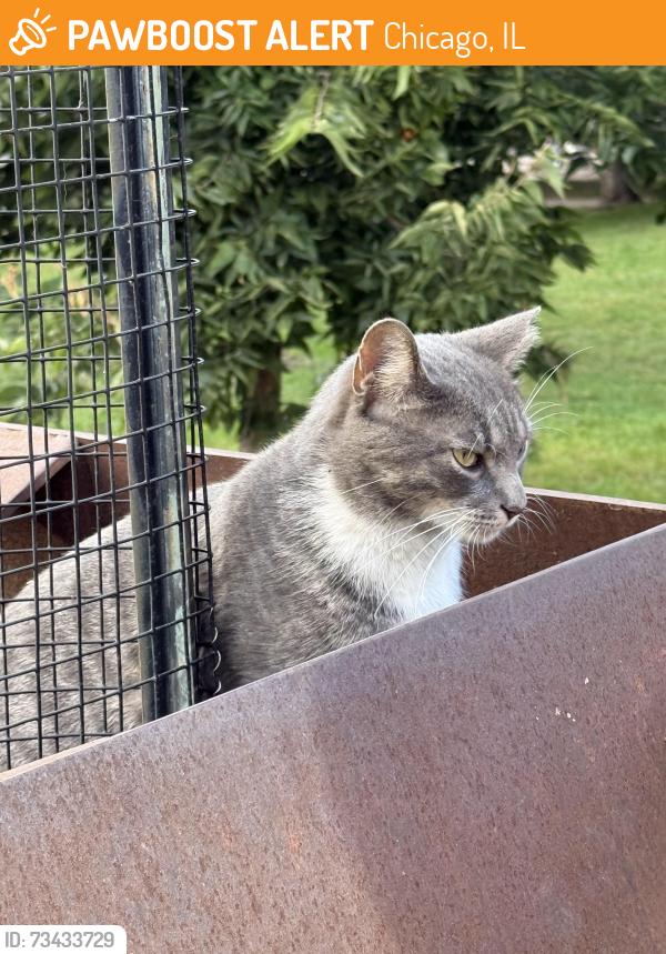 Found/Stray Female Cat last seen Mary Bartleme Park, Chicago, IL 60607