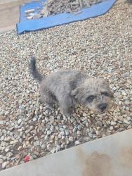 Found/Stray Female Dog last seen 85th Ave. And Amelia Ave, Phoenix, AZ 85037